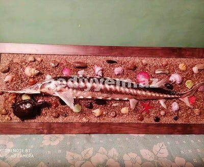 Qurudulmus Baliq Xerceng Tisbaga Suvenir